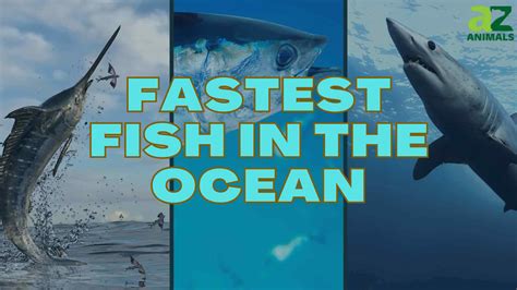 The 10 Fastest Fish in the Ocean .